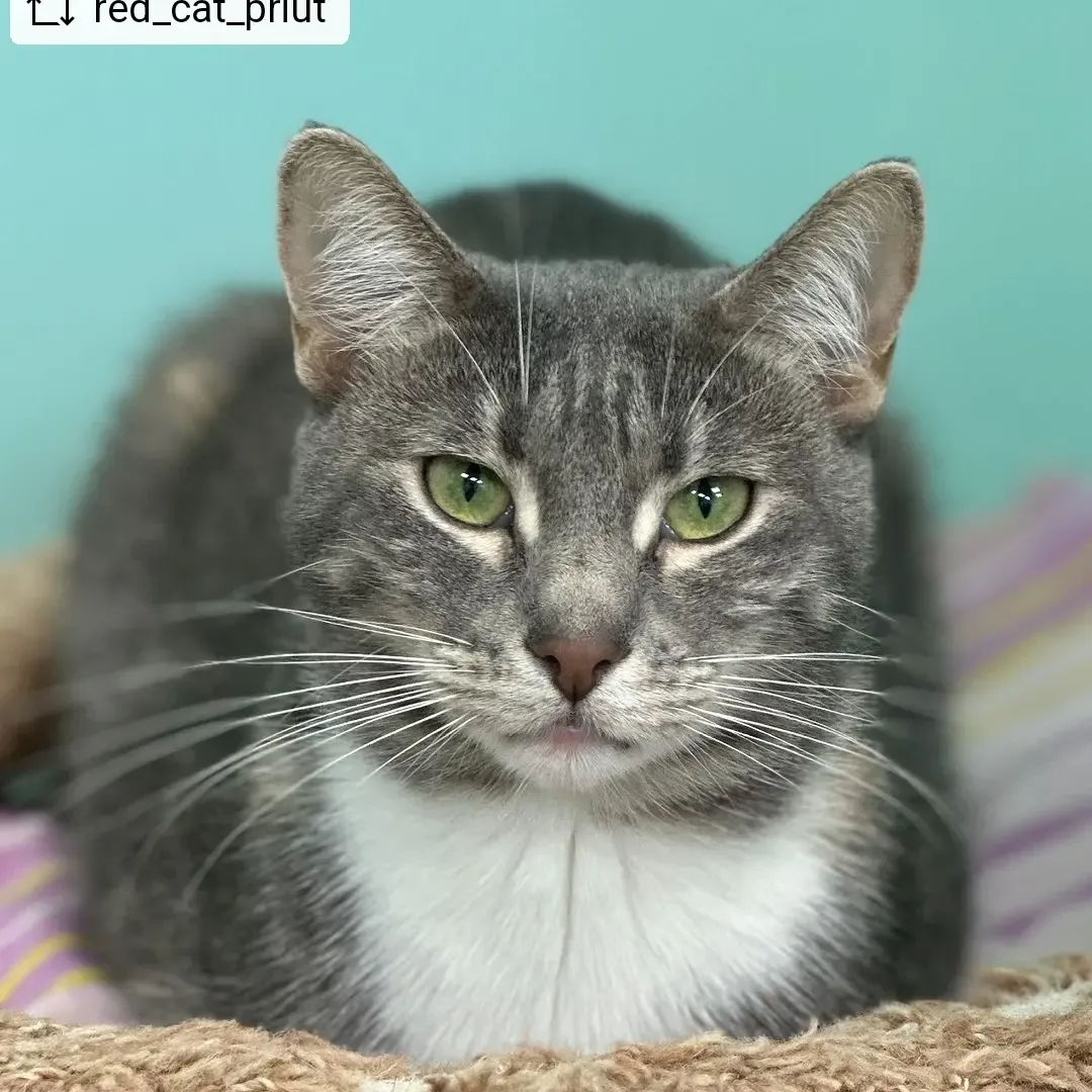 Evelina в LOOKY. #кошка,#котята,#котёнок#кот#ищутдом,#приютрыжийкот,#животные,#домашниеживотные,#санктпетербург#питер,#repostandroid,#repostw10. 🔴🆘️С-ПЕТЕРБУРГ, ПР...