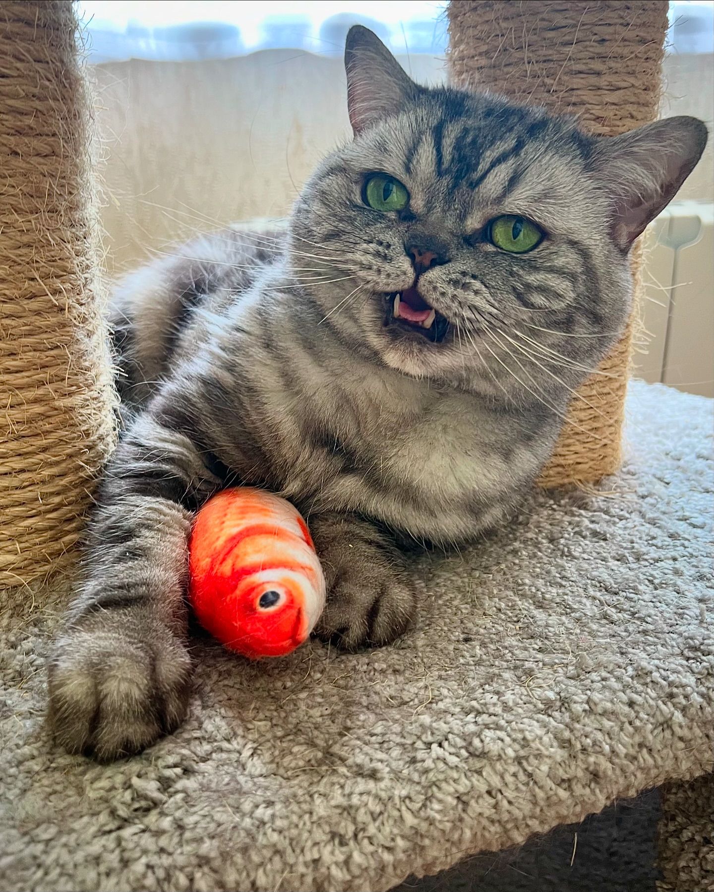 british_mars_cat в LOOKY. . Кто здесь??? 
Отзови...