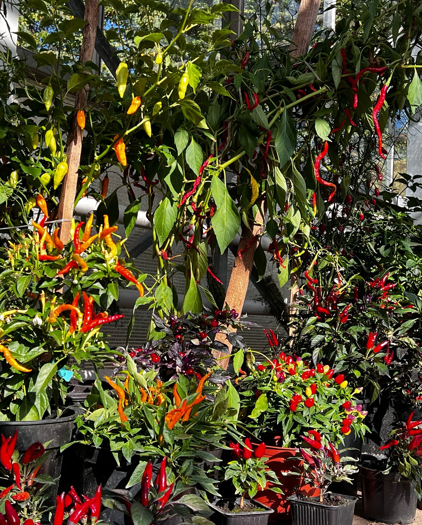 poli_sad_trinity в LOOKY — фото 9