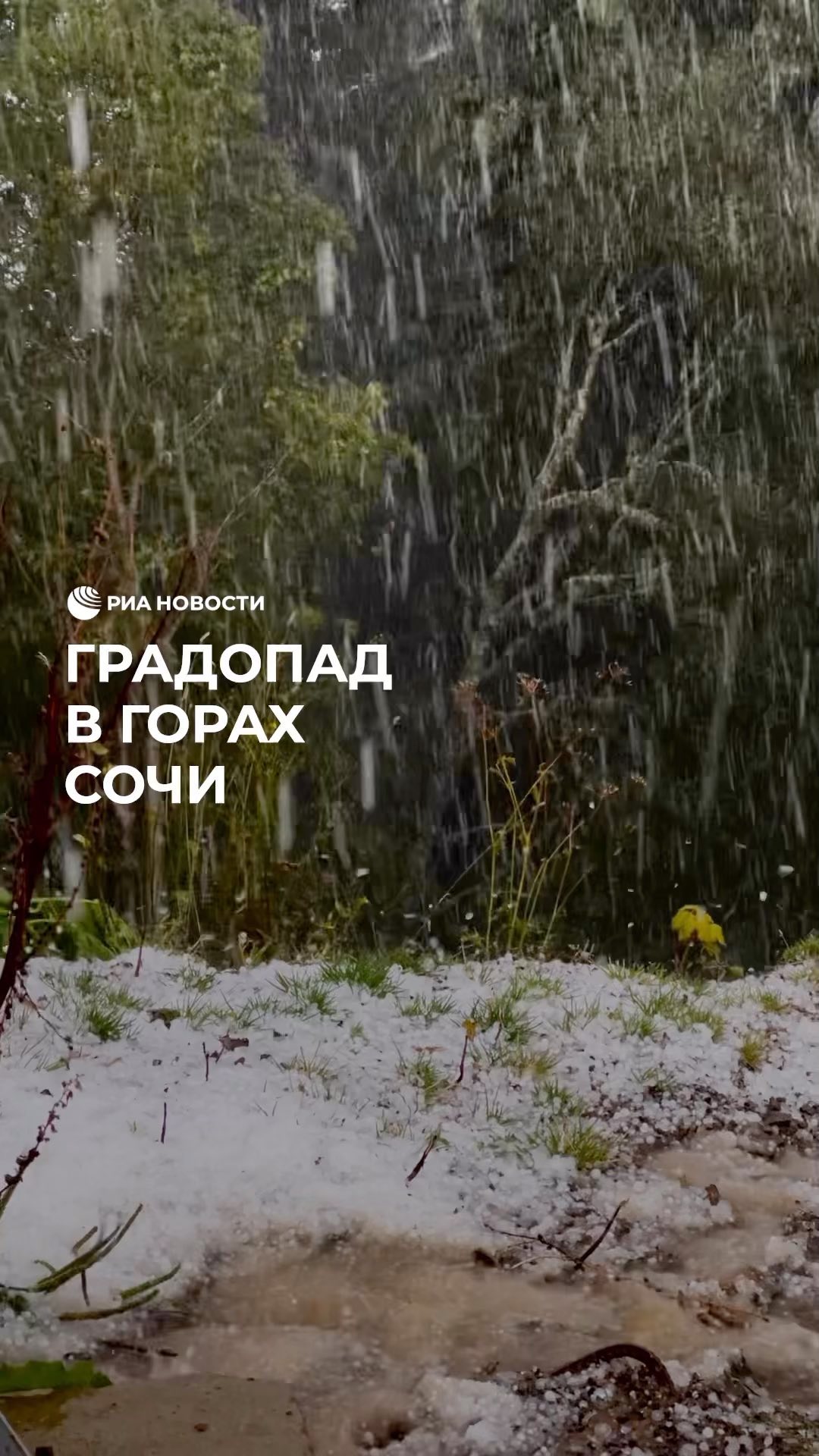 РИА Новости в LOOKY. . На Сочи обрушилась о...