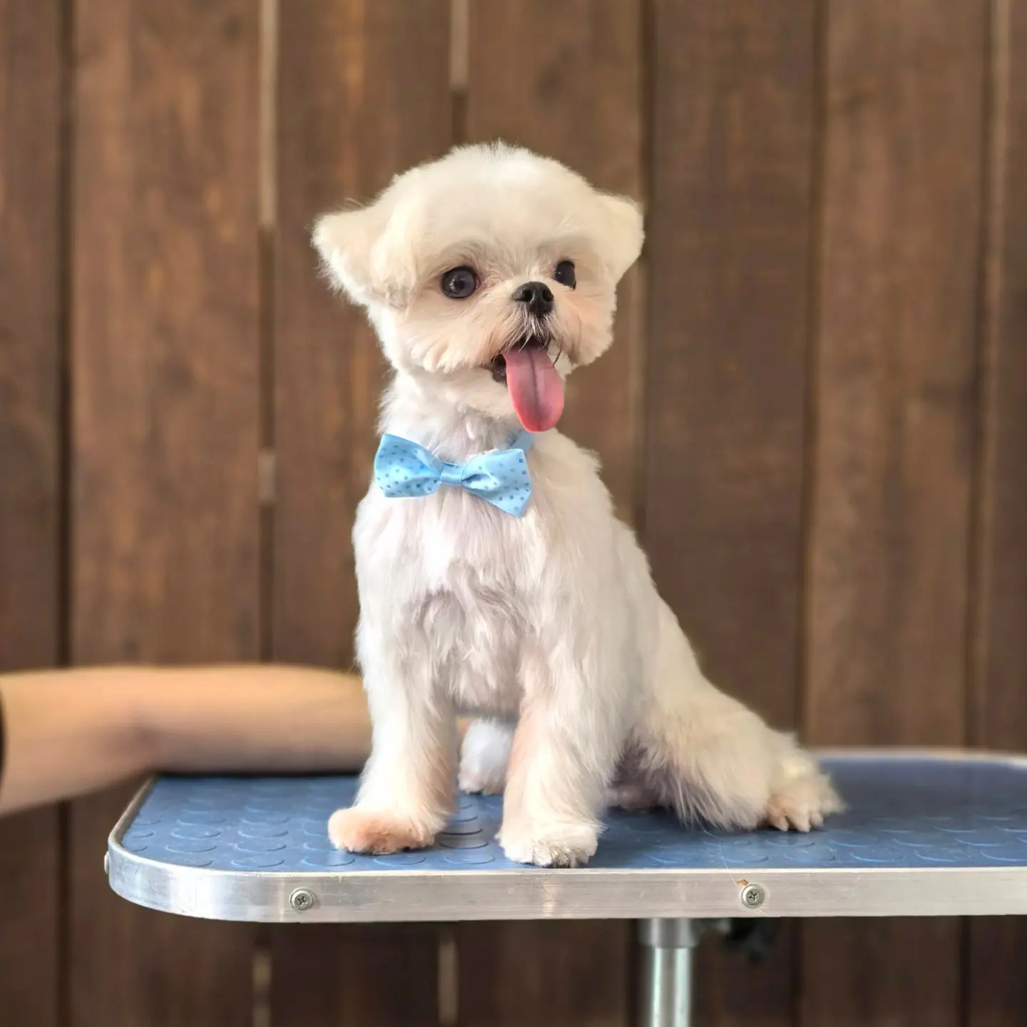 ourgroomingsalon в LOOKY — фото 4