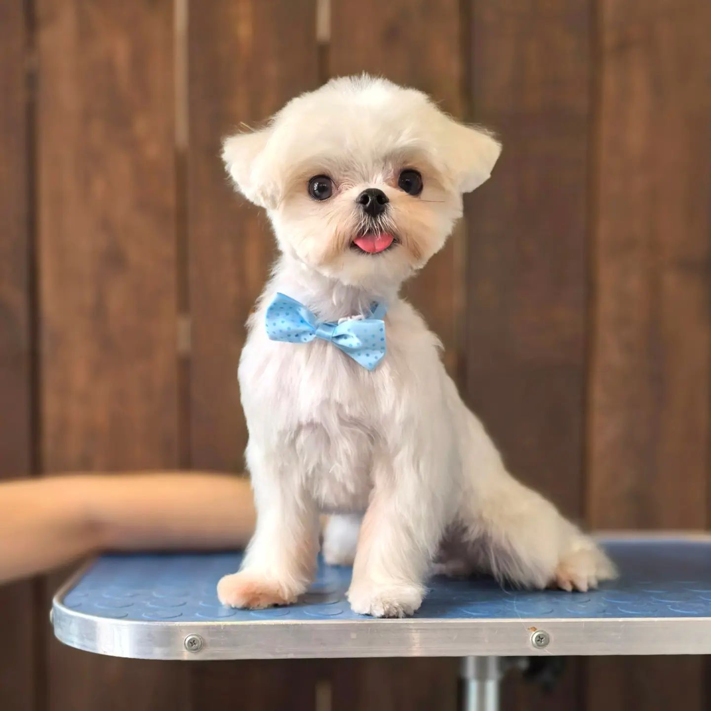 ourgroomingsalon в LOOKY. #мальтезе,#грумингмальтезе,#грумингсалон,#груминг,#стрижкасобак,#петгруминг,#petlovers,#petgrooming,#groom,#dog,#зоосалон,#littlebigpets. Груминг для Лутяши🐶...