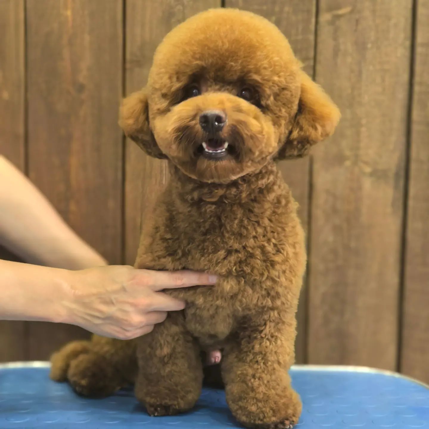 ourgroomingsalon в LOOKY. #груминг,#мальтипу,#стрижкамальтипу,#грумингсалон,#петгруминг,#maltipoo,#grooming,#petlovers,#petgrooming,#стрижкасобак,#зоосалон,#грумингспб,#чернаяречка,#белоостровская. Мальтипу Барни 🐻🐾
...