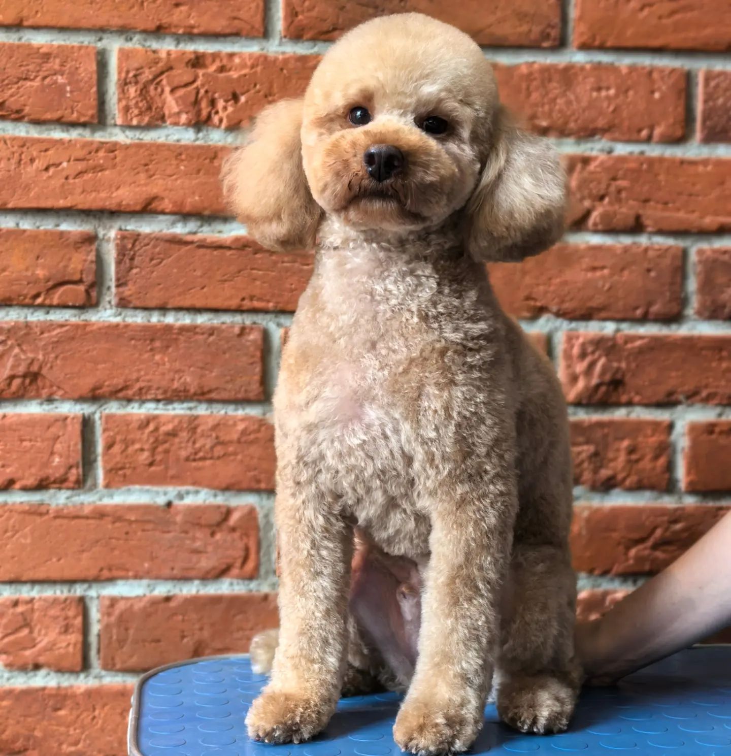 ourgroomingsalon в LOOKY. #пудель,#карликовыйпудель,#стрижкапуделя,#азиатскаястрижка,#петгруминг,#груминг,#зоосалон,#littlebigpets,#poodle,#petgrooming,#gromming,#instadog. Карликовый пудель Ма...
