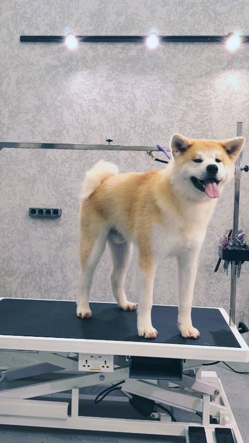 ourgroomingsalon в LOOKY. #акита,#акитаину,#грумингакита,#зоосалон,#грумингспб,#белоостровская,#чернаяречка,#петгруминг,#шоугруминг,#выставочныйгруминг,#littlebigpets. Хони, 9 мес на своем...