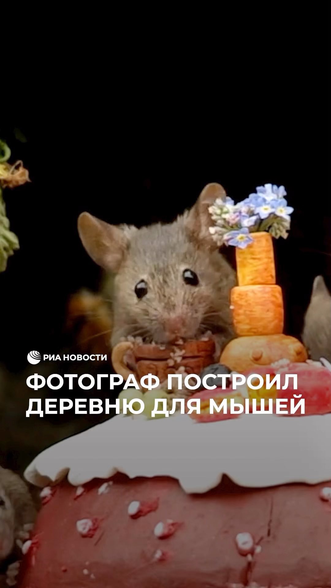 РИА Новости в LOOKY. . Фотограф дикой приро...