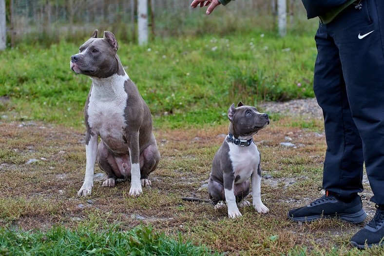 __amstaff_family__ в LOOKY. . Встретились даа брат...
