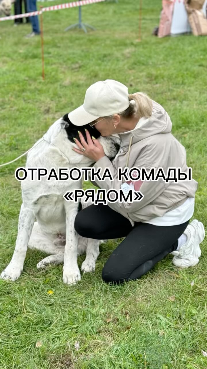 kinolog_zoopsikholog в LOOKY. #дрессировкасобак,#кинолог,#собака,#воспитаниесобак. Что входит в команду...