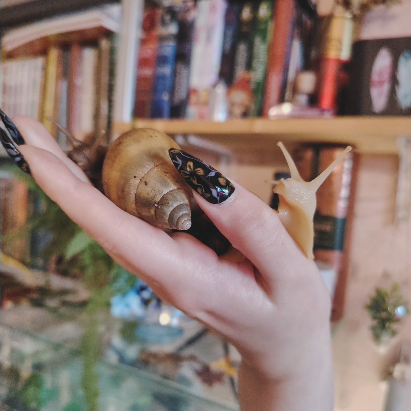leka_sov в LOOKY. #улитки,#питомец,#слизь,#ракушки,#домик,#snail,#mucuslessdiet,#shells,#pets. Ещё немного прожорли...