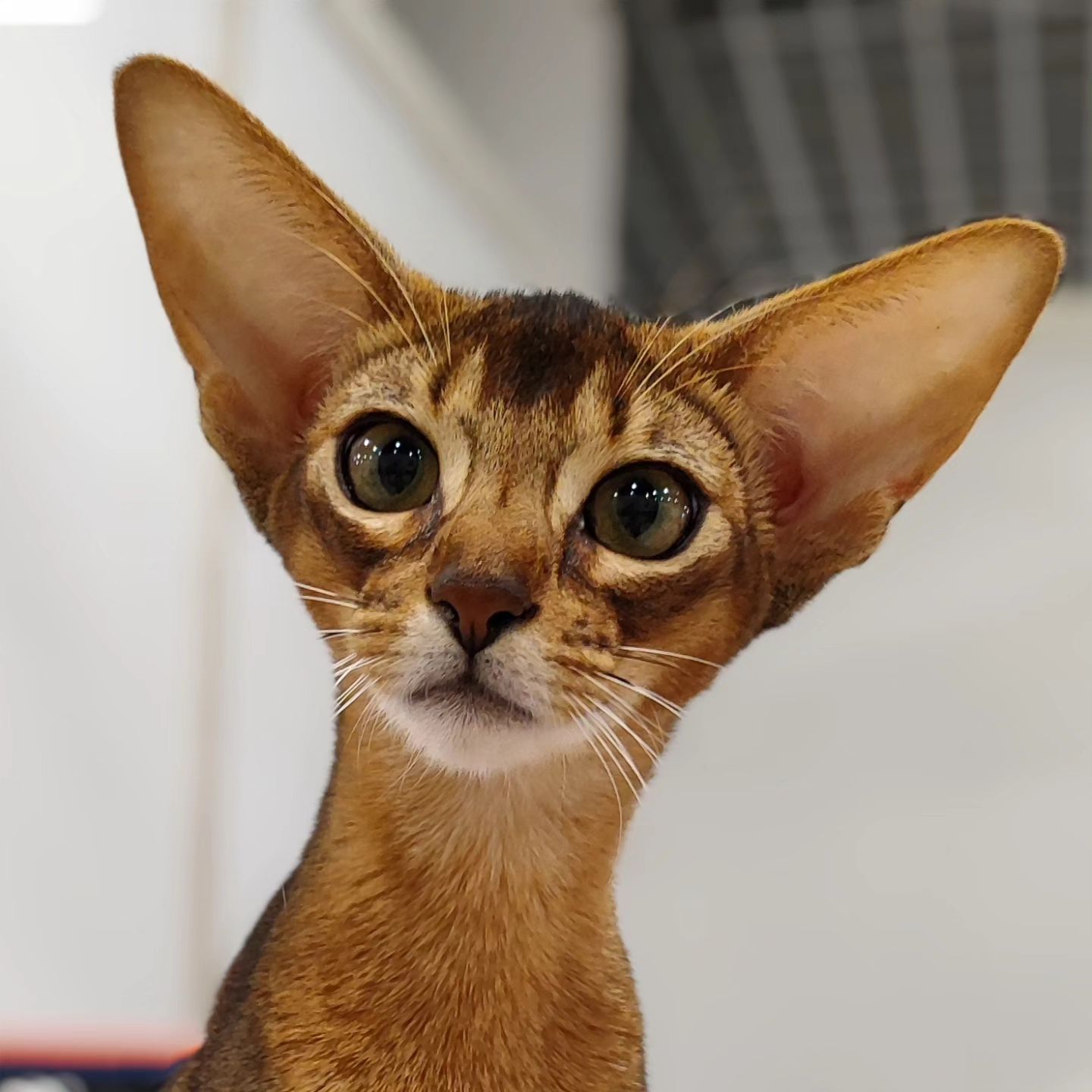 abyssinian_wildaby в LOOKY. #абиссинскийкотенок. #абиссинскийкотенок ...