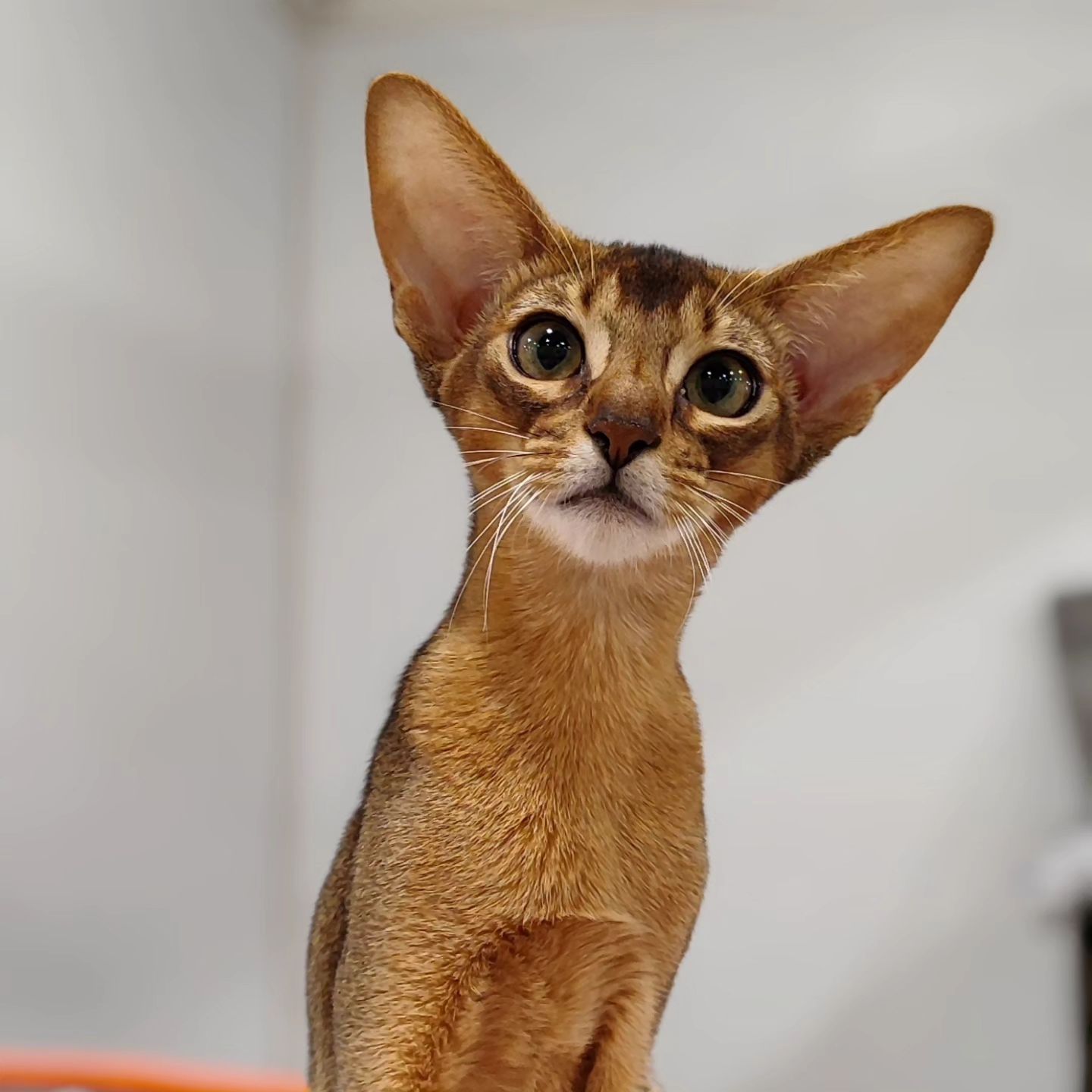 abyssinian_wildaby в LOOKY — фото 3