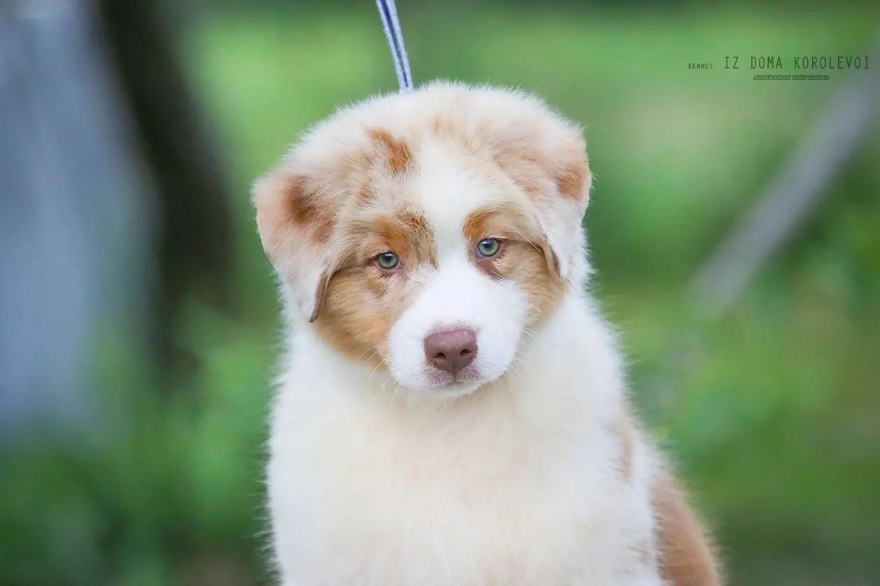 iz_doma_korolevoi_kennel в LOOKY — фото 8