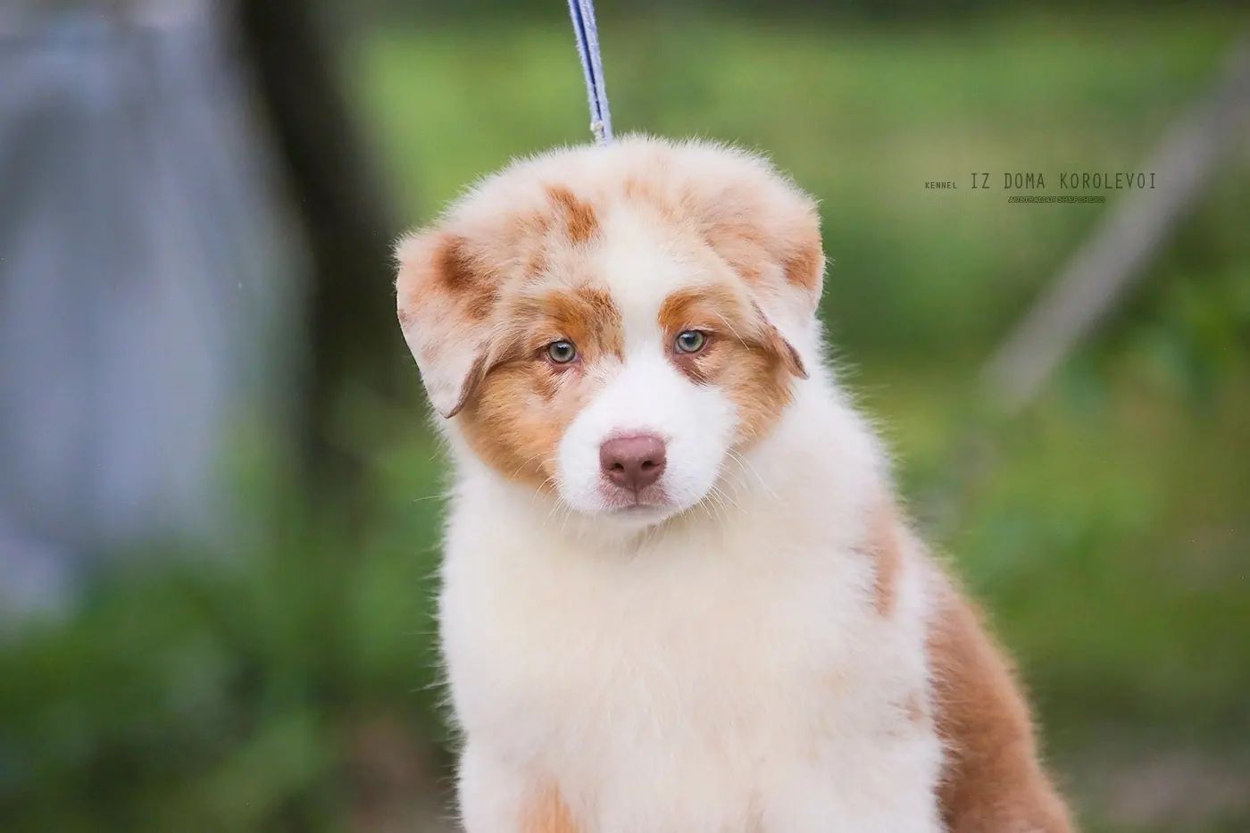 iz_doma_korolevoi_kennel в LOOKY — фото 7