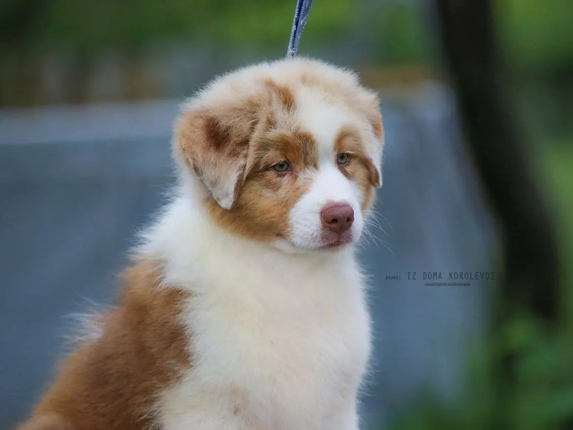 iz_doma_korolevoi_kennel в LOOKY — фото 2