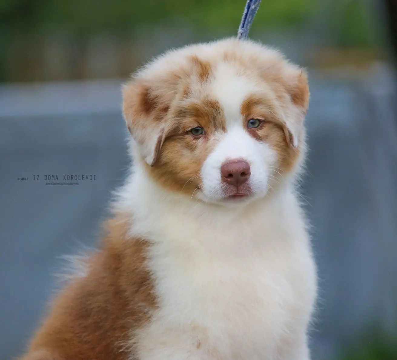 iz_doma_korolevoi_kennel в LOOKY — фото 4