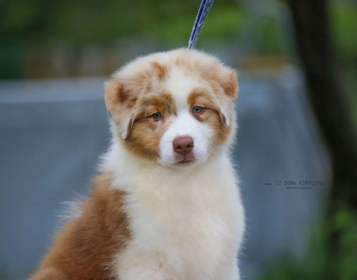 iz_doma_korolevoi_kennel в LOOKY — фото 3
