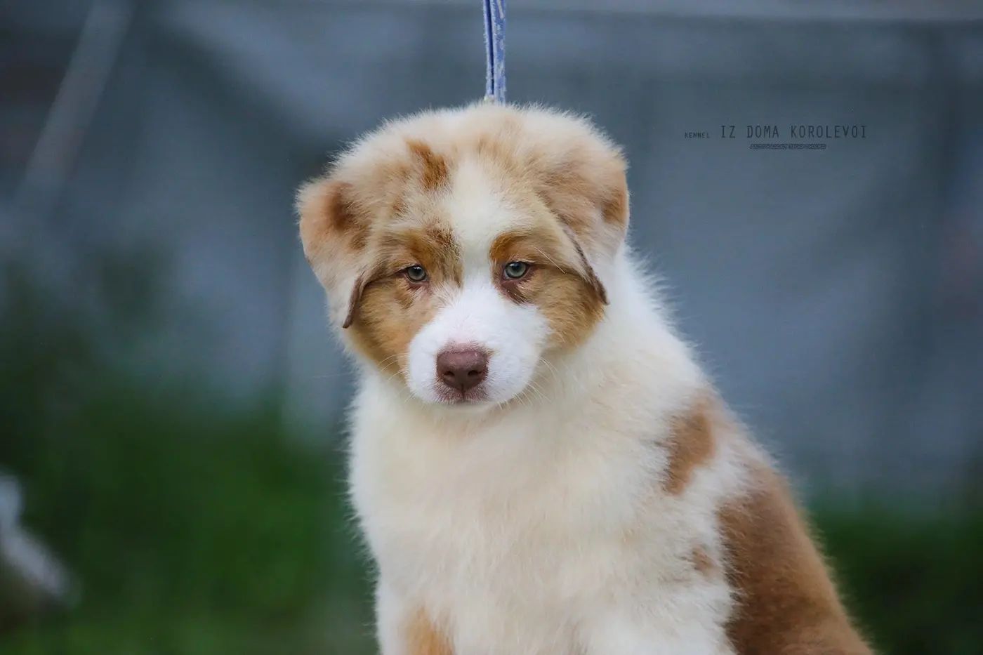 iz_doma_korolevoi_kennel в LOOKY — фото 6