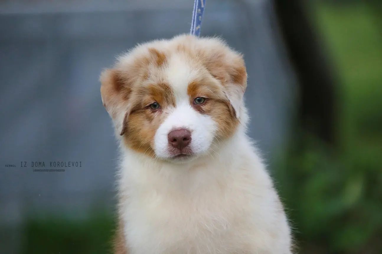 iz_doma_korolevoi_kennel в LOOKY — фото 5