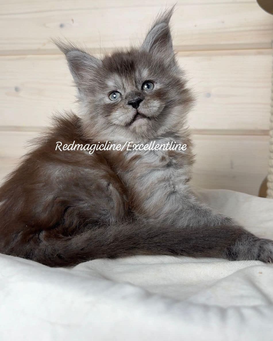 excellentlinemainecoons в LOOKY — фото 2