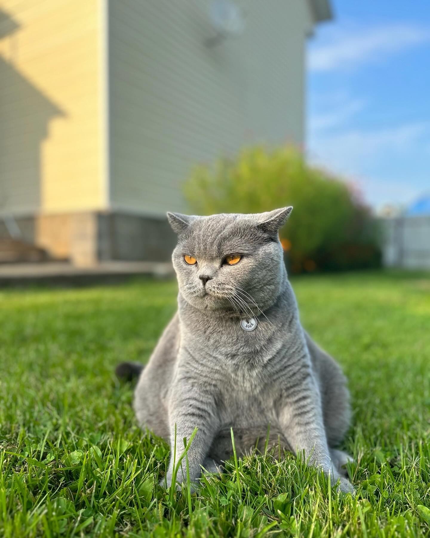 cat.bonifaciy_24 в LOOKY — фото 3