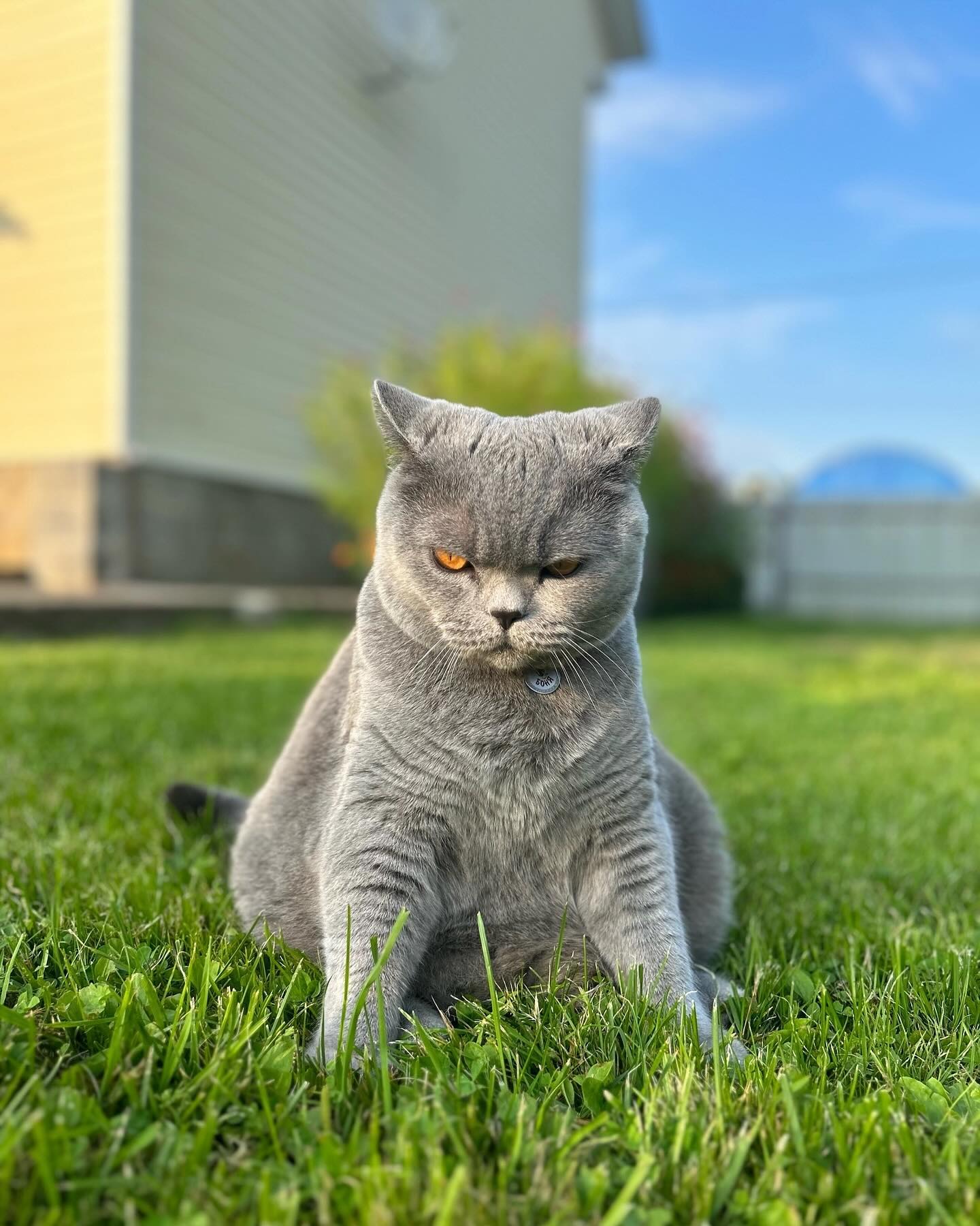 cat.bonifaciy_24 в LOOKY — фото 2