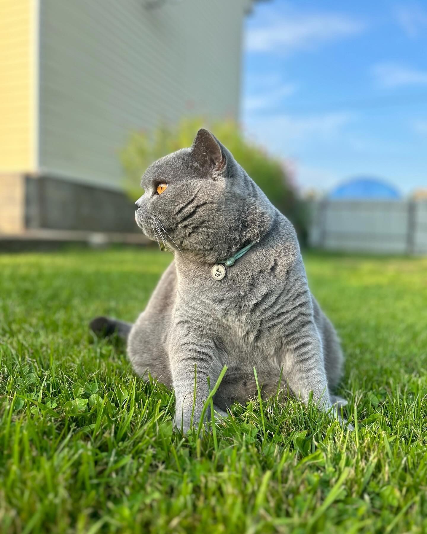 cat.bonifaciy_24 в LOOKY — фото 4