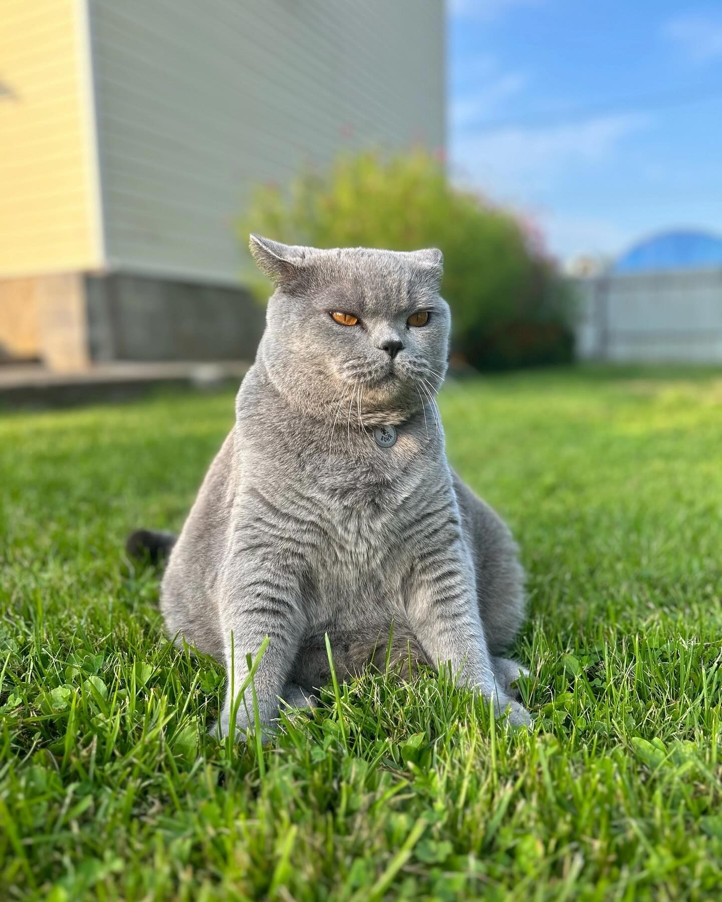 cat.bonifaciy_24 в LOOKY. . Хвостики, приветству...