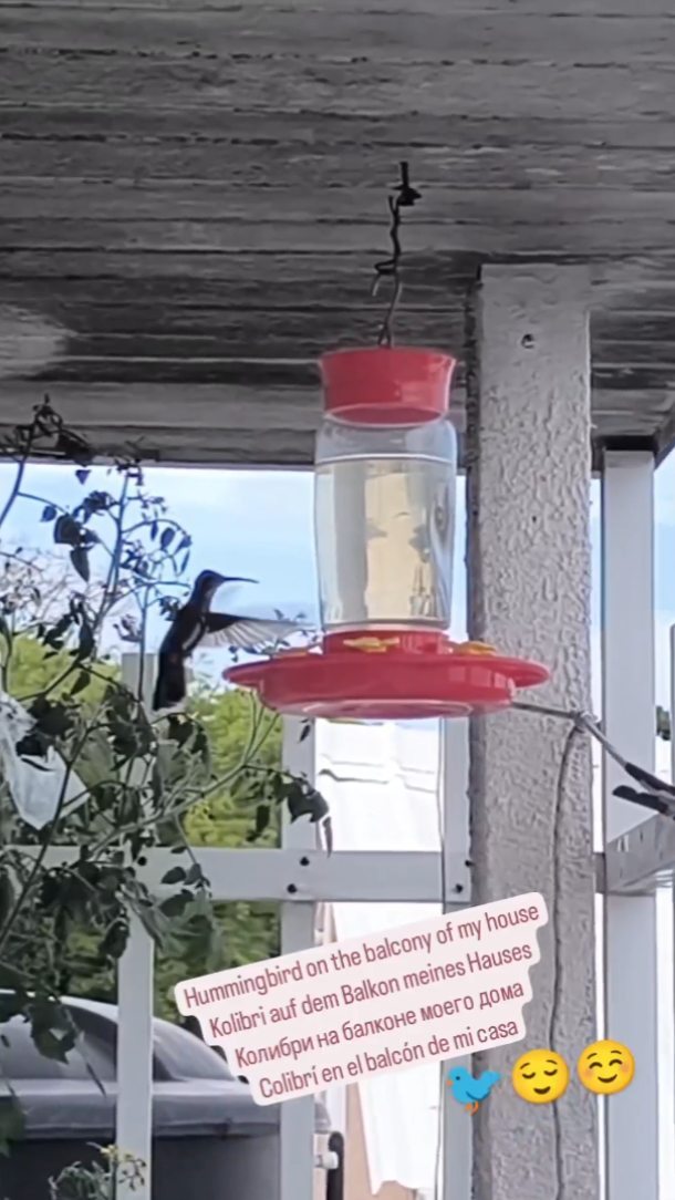 guillerhez в LOOKY. . Small hummingbird🐦☺...
