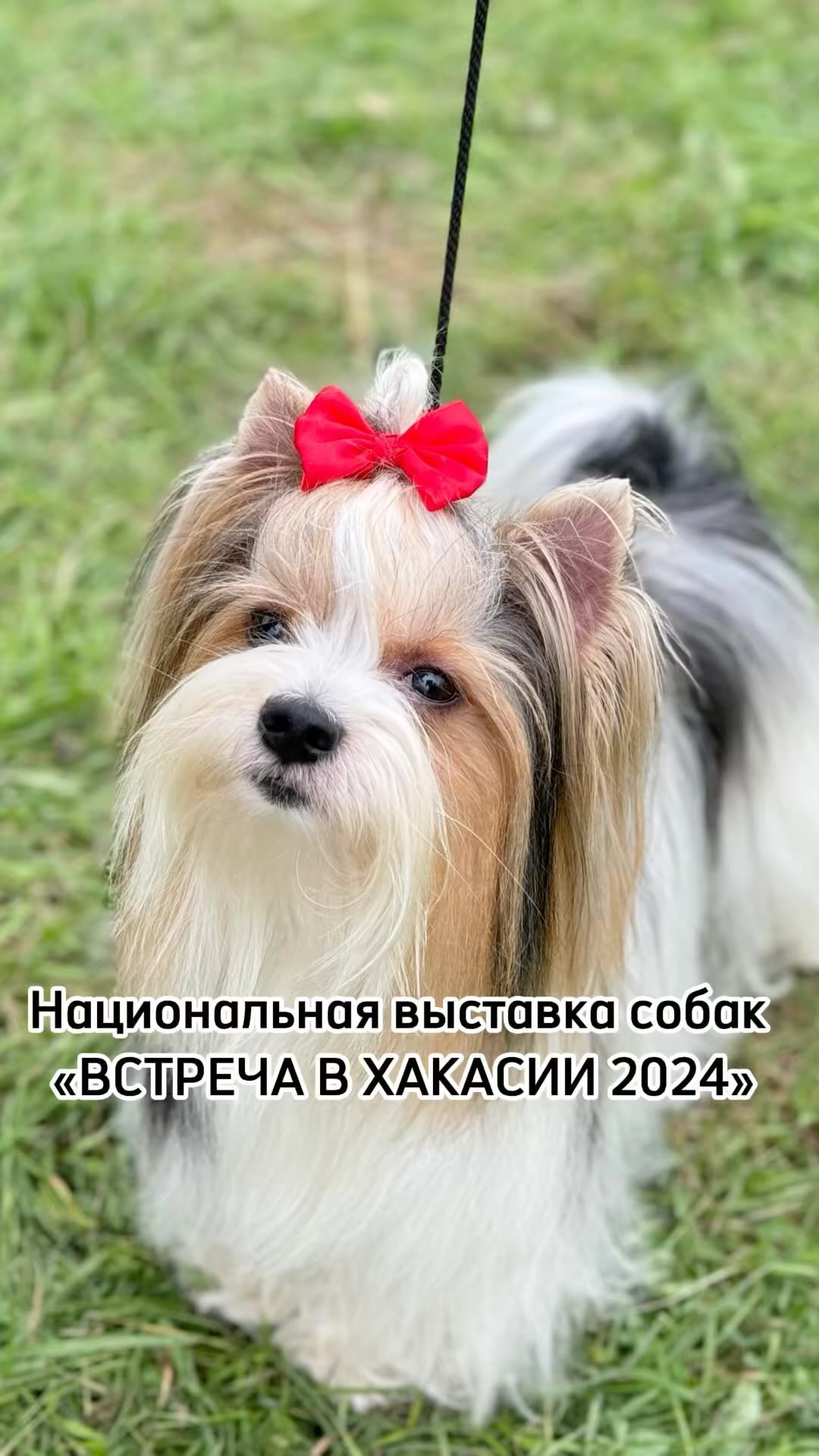 kinolog_zoopsikholog в LOOKY. #выставкасобак,#абакан,#хакассия,#собака. 14 сентября 2024г. в...