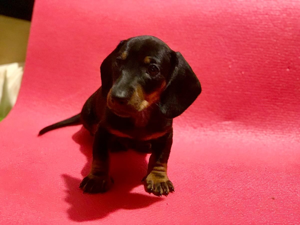 the_dachshund_empire в LOOKY — фото 2