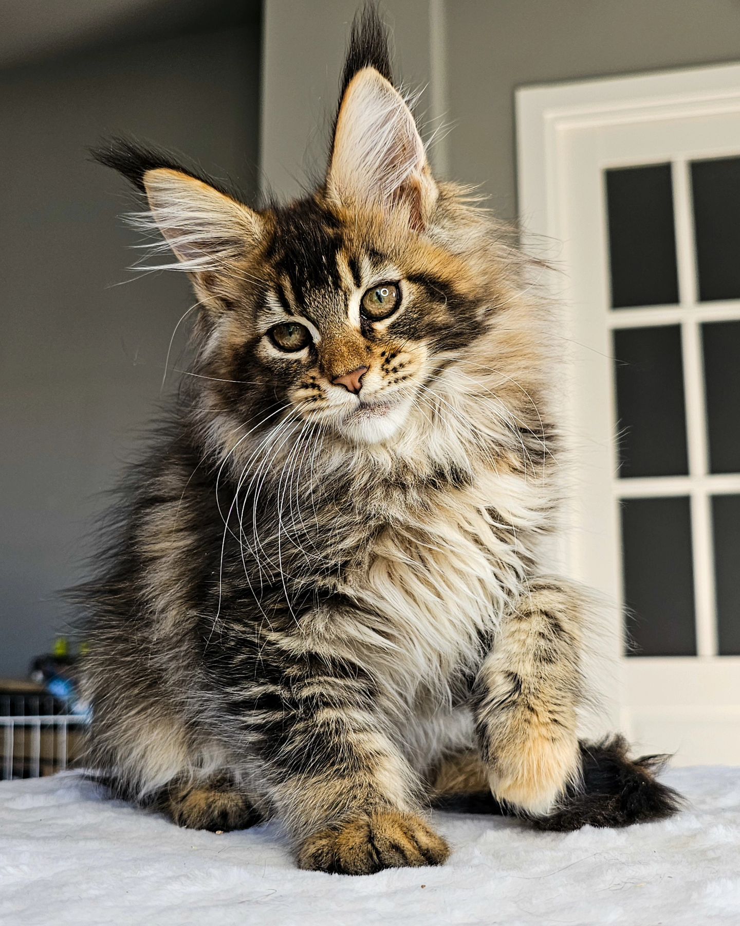 edhellond_cattery в LOOKY. #мейнкун,#mainecoon,#mainecoonkittens. Какие мейн-куны нрав...