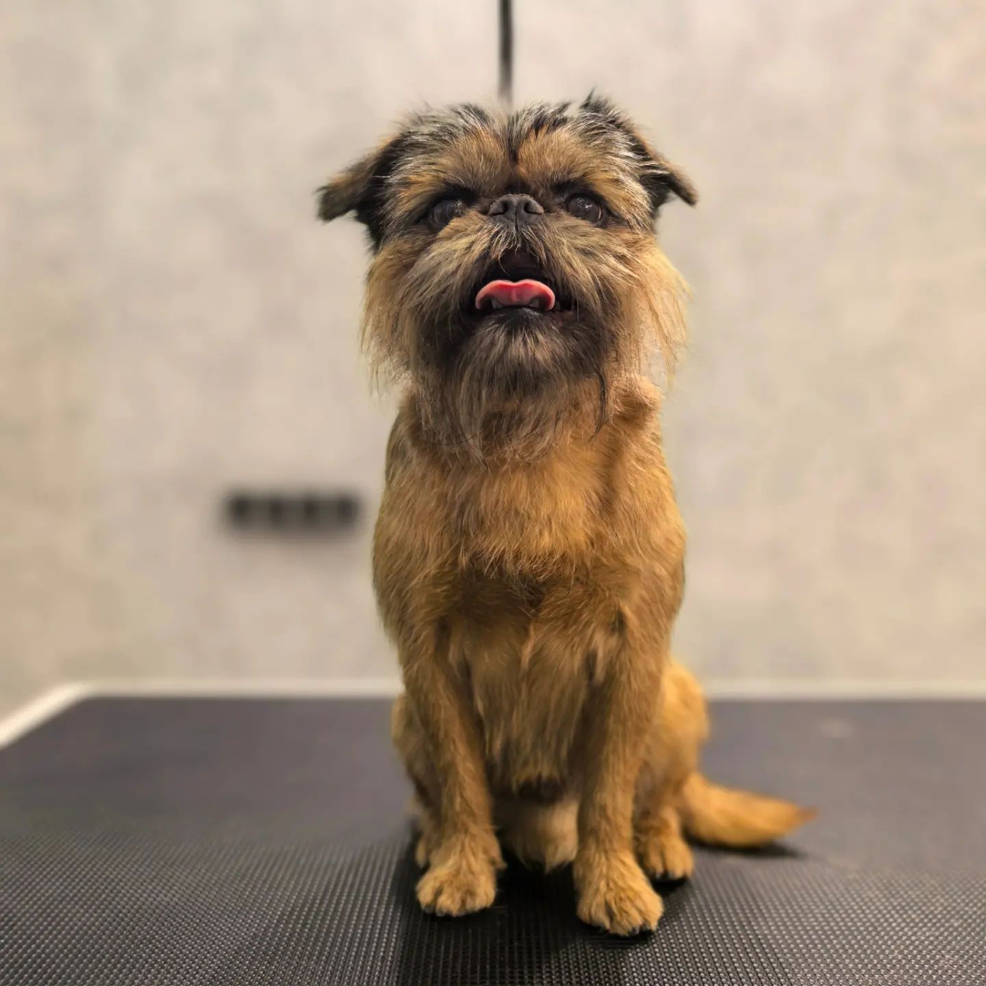 ourgroomingsalon в LOOKY. #тримминг,#грифон,#зоосалон,#петгруминг,#груминг,#стрижкасобак,#грумингсобак,#petgrooming,#petlovers,#dog,#griffon,#trimming. Тримминг для Кутти🐶...
