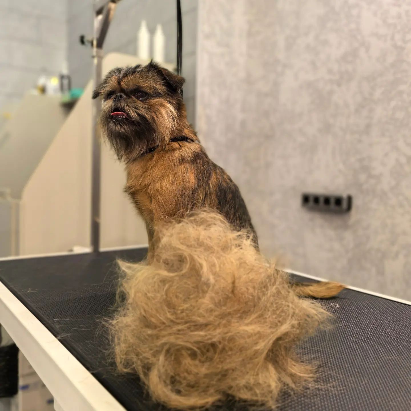 ourgroomingsalon в LOOKY — фото 3