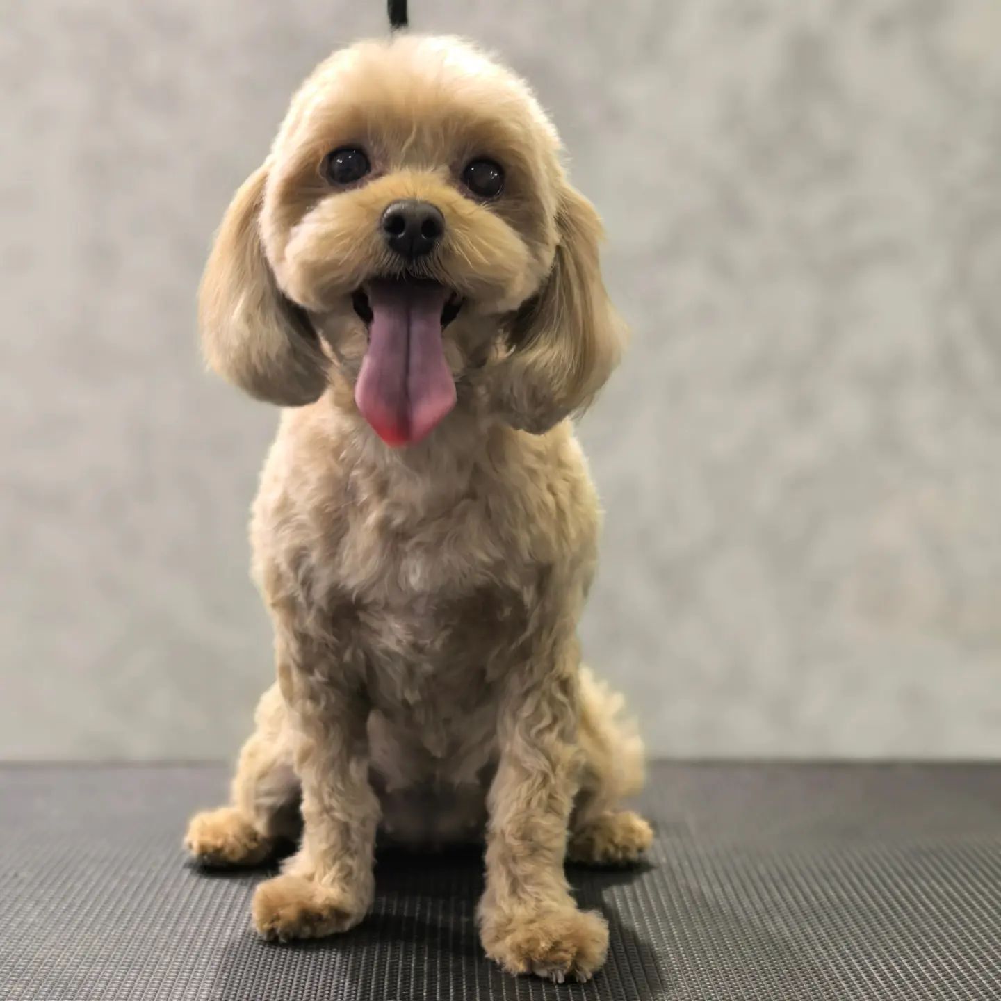 ourgroomingsalon в LOOKY. #мальтипу,#стрижкамальтипу,#грумингмальтипу,#зоосалон,#петгруминг,#стрижкасобак,#петгруминг,#груминг,#petgrooming,#maltipoo,#dog,#grooming. Комплекс со стрижкой...