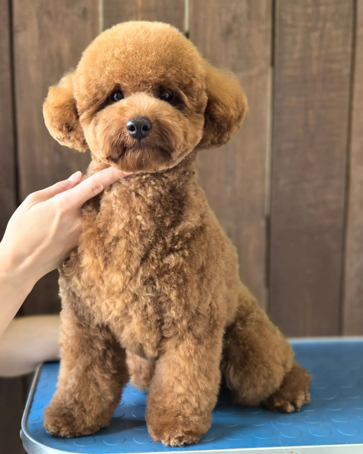 ourgroomingsalon в LOOKY. #пудель,#стрижкасобак,#азия,#тедди,#карликовыйпудель,#груминг,#зоосалон,#petgrooming,#poodle,#littlebigpets,#gromming,#sanktpetersburg,#грумингспб,#белоостровская,#чернаяречка. Карликовый пудель Бе...