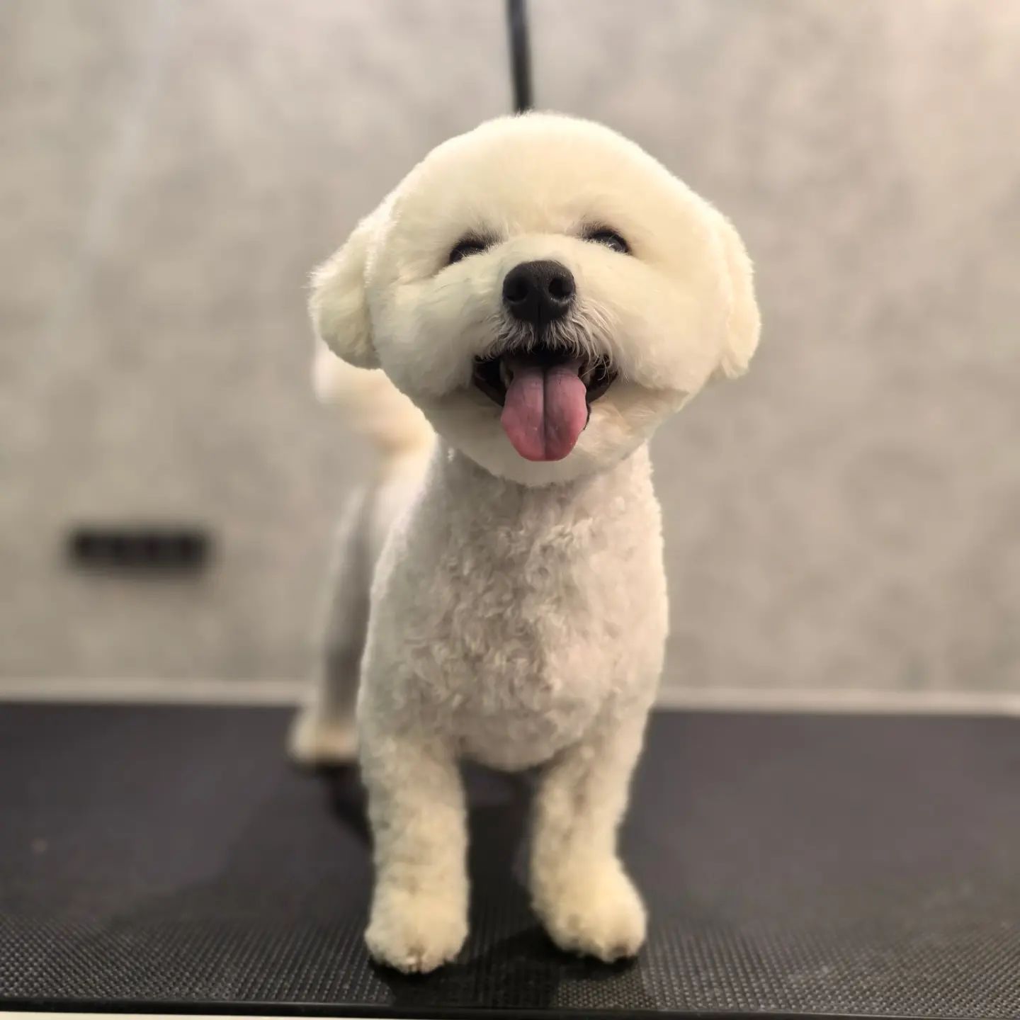 ourgroomingsalon в LOOKY. #бишон,#бишонфризе,#стрижкабишона,#петгруминг,#грумингспб,#зоосалон,#грумингпитер,#littlebigpets,#petgrooming. Бишоны Нева и Санни�...