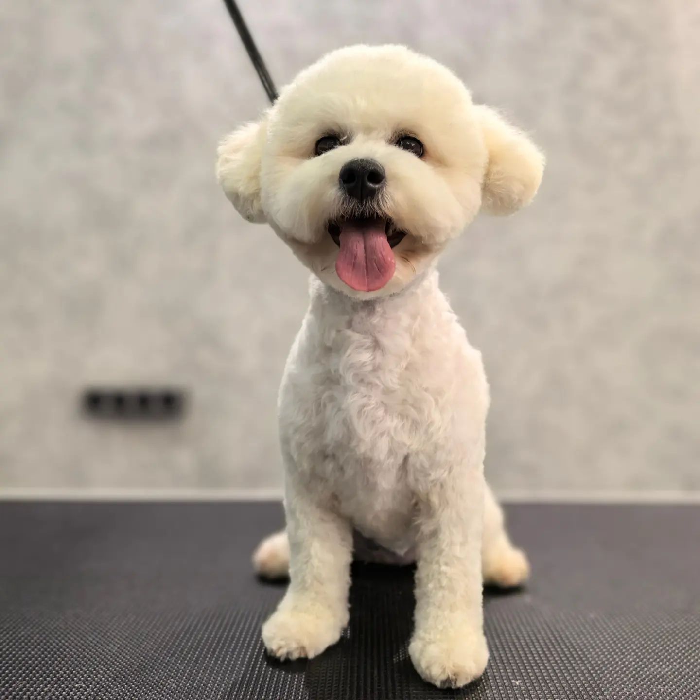 ourgroomingsalon в LOOKY — фото 4