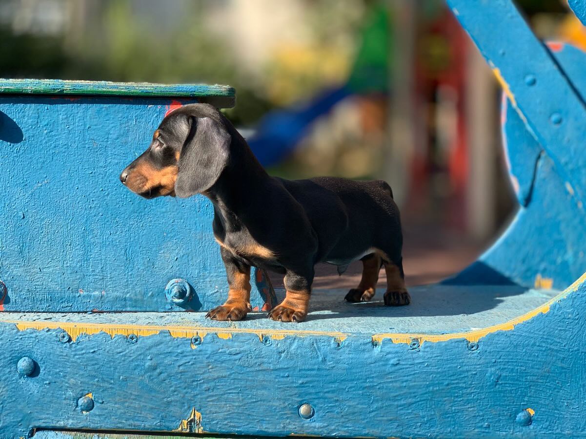 the_dachshund_empire в LOOKY — фото 2