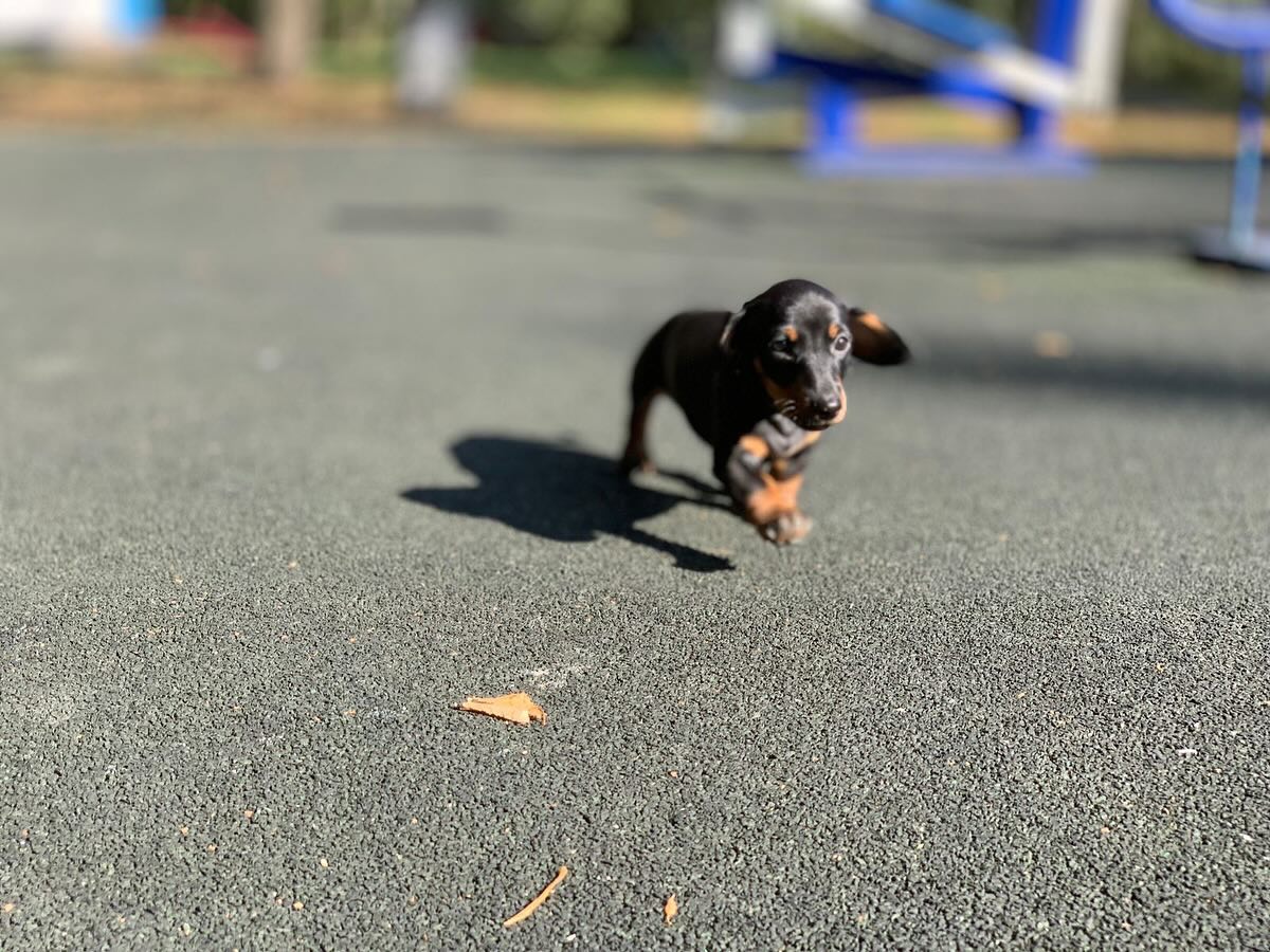 the_dachshund_empire в LOOKY — фото 6