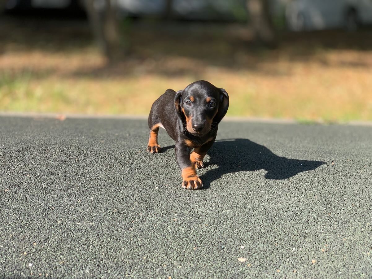 the_dachshund_empire в LOOKY — фото 3