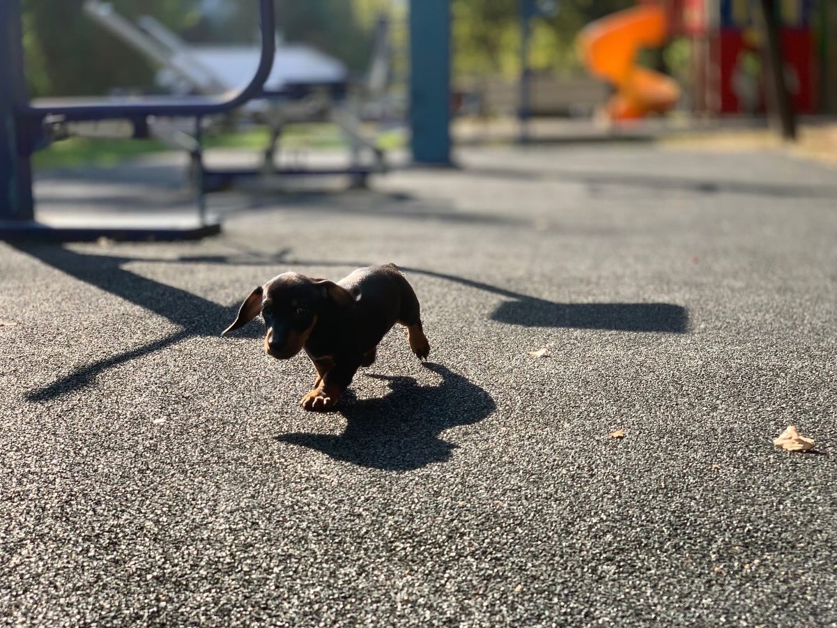 the_dachshund_empire в LOOKY — фото 5