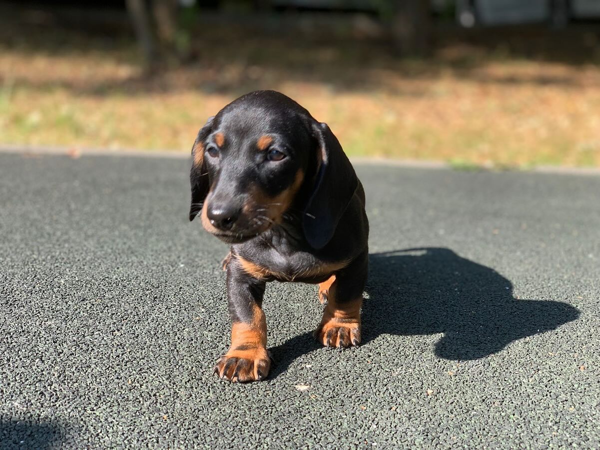 the_dachshund_empire в LOOKY — фото 7