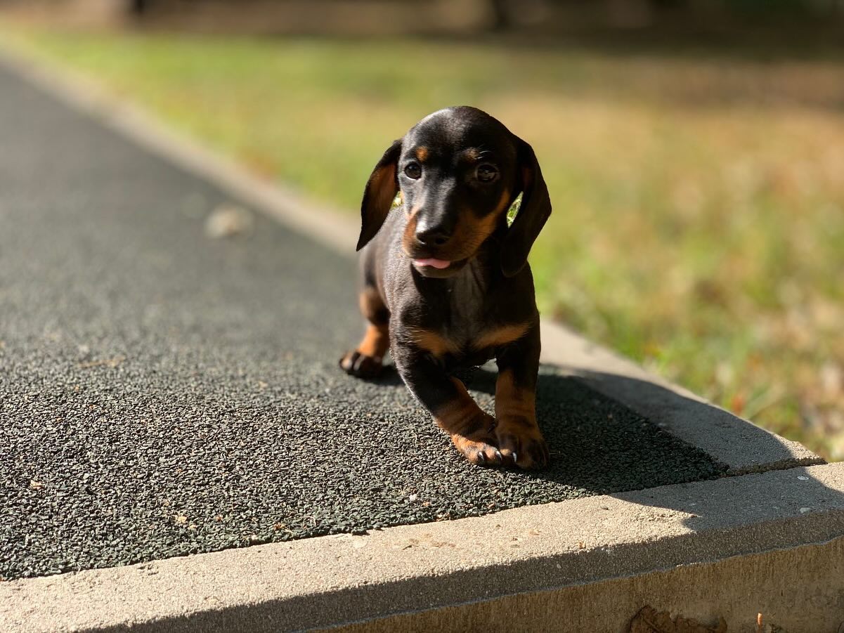the_dachshund_empire в LOOKY — фото 4