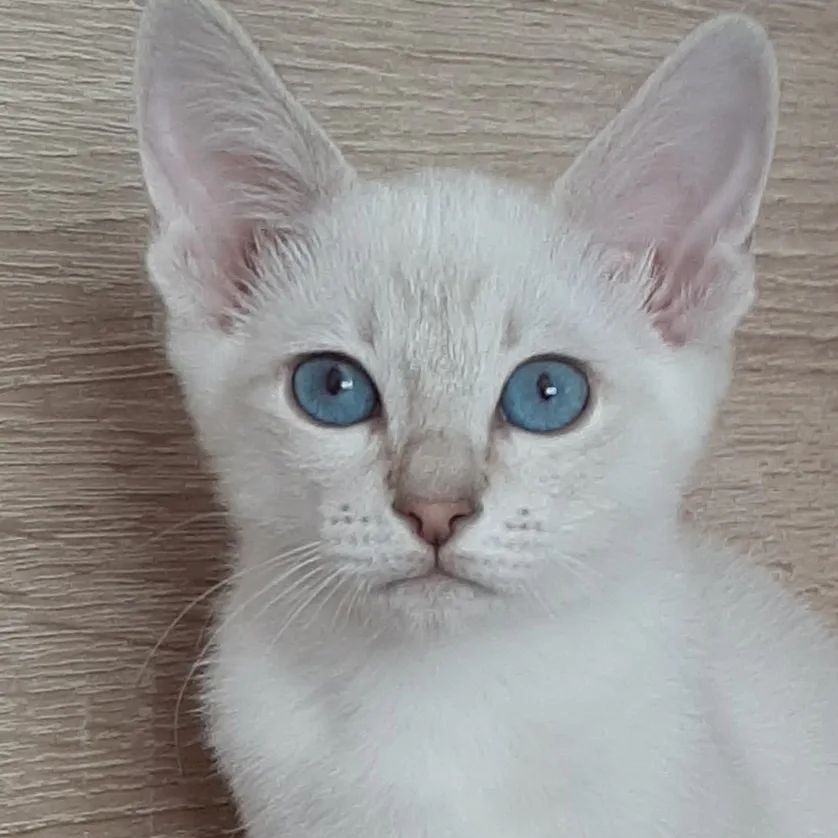 irinamiljakova в LOOKY. #котята,#котики,#котятамосква,#котятаворонеж,#тайскиекотятамосква,#тайскиекошки,#породистыекотята,#treasureasia,#thaicattery. Зефирка Сокровище Аз...