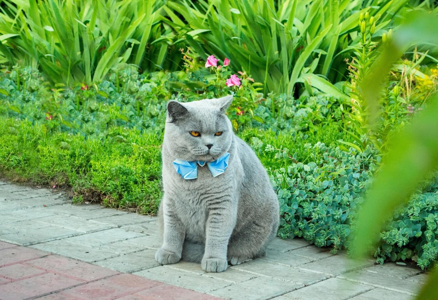 cat.bonifaciy_24 в LOOKY. #днюшка_афина_зевс. Хвостики, всех приве...