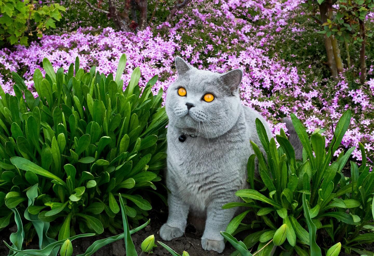cat.bonifaciy_24 в LOOKY — фото 2