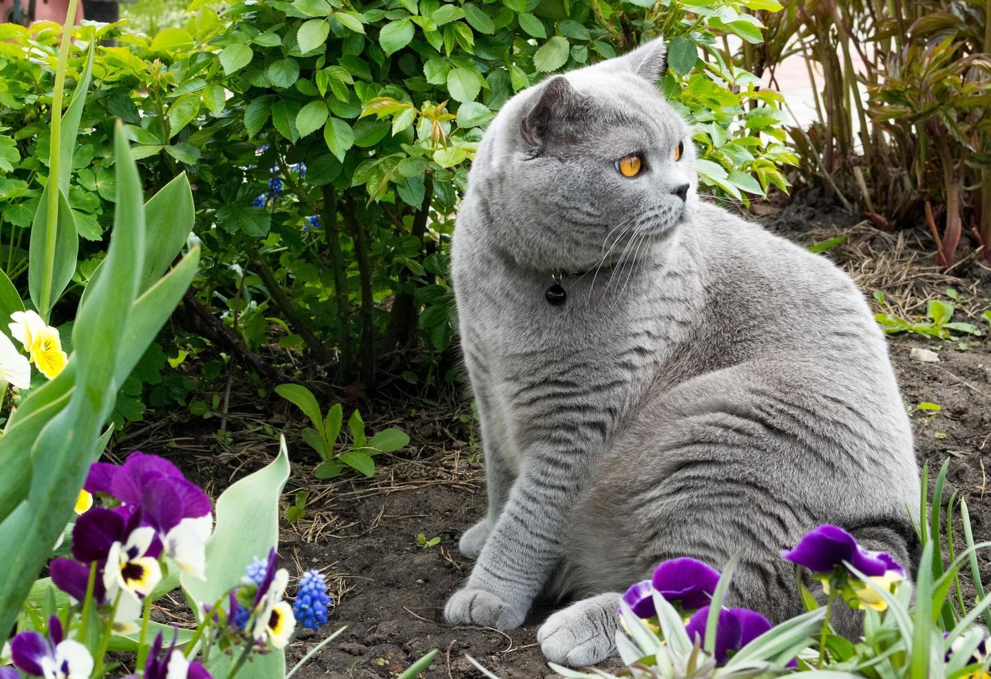 cat.bonifaciy_24 в LOOKY — фото 3