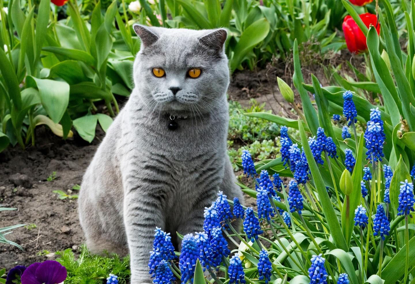 cat.bonifaciy_24 в LOOKY — фото 4