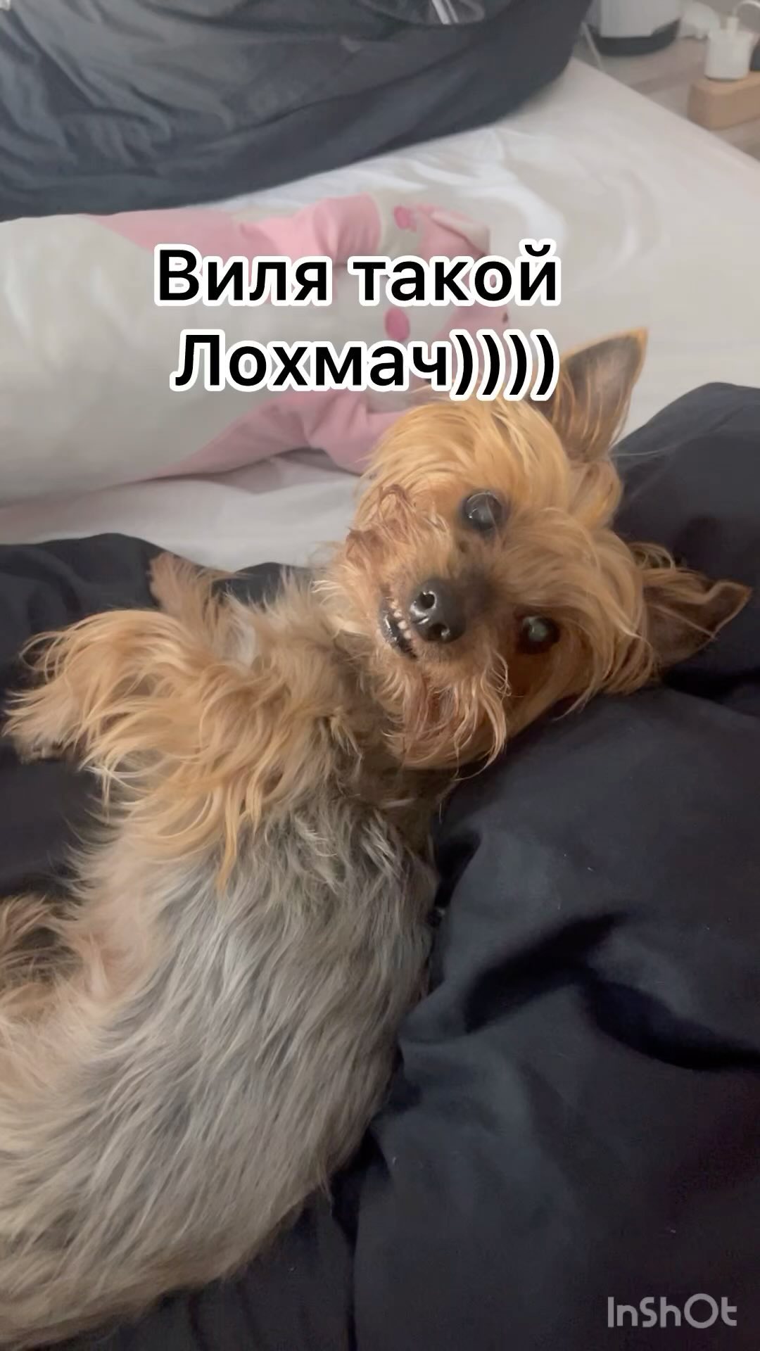 keniganna в LOOKY. #собака,#любовь,#счастье,#Виля,#УильемБигфаер,#радость,#груминг,#маникюр,#красавчик. Ну что за сладкий пе...