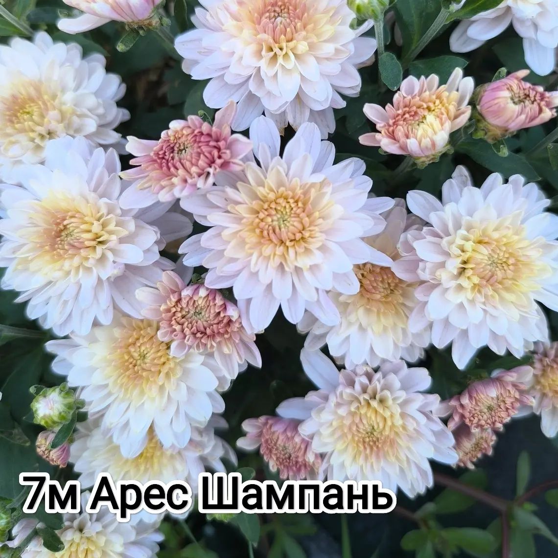 mylti_flora в LOOKY — фото 10